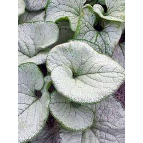 Buglosse de Sibérie 'Silver Heart' Godet de 8/9 cm