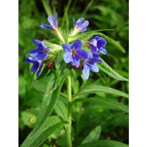Buglossoides purpurocaerulea