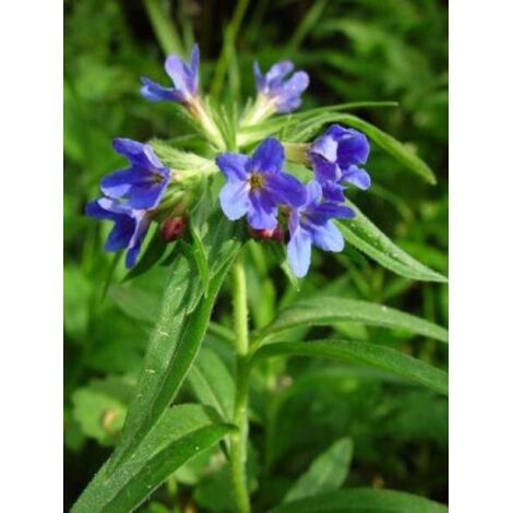 Buglossoides purpurocaerulea Pot de 2L/3L
