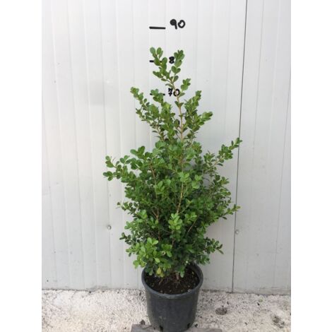 Buis Boxus sempervirens pot 20 cm photos réelles