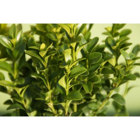 Buis Buxus sempervirens pot 15cm H 40 cm