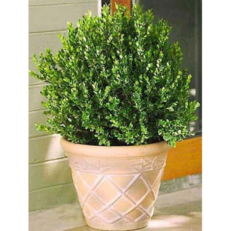 Buis commun 'Faulkner' Pot de 7,5L/10L, Boule de 20/30 cm