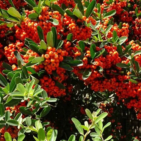 Buisson Ardent 'Mohave' (Pyracantha Coccinea 'Mohave') - Godet - Taille 13/25cm