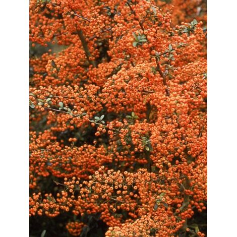 Buisson ardent 'Saphyr Orange ' Pot de 2L/3L