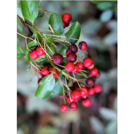Buisson ardent 'Saphyr Rouge® 'cadrou' ' Pot de 2L/3L 80/90cm