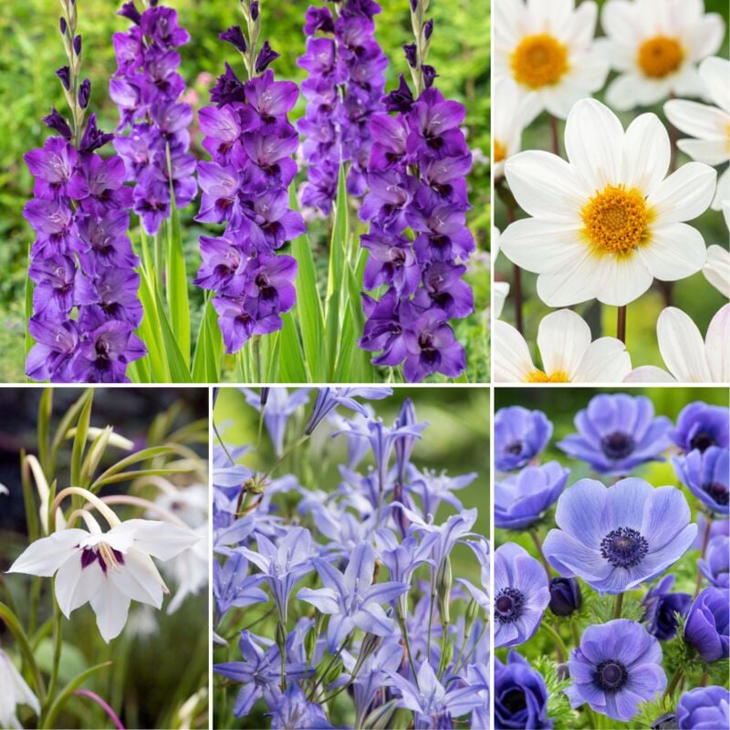 Plant In A Box - Bulb 'Bleu jardin' - Mélange de bulbes à fleurs - 250 pièces - Multicolore