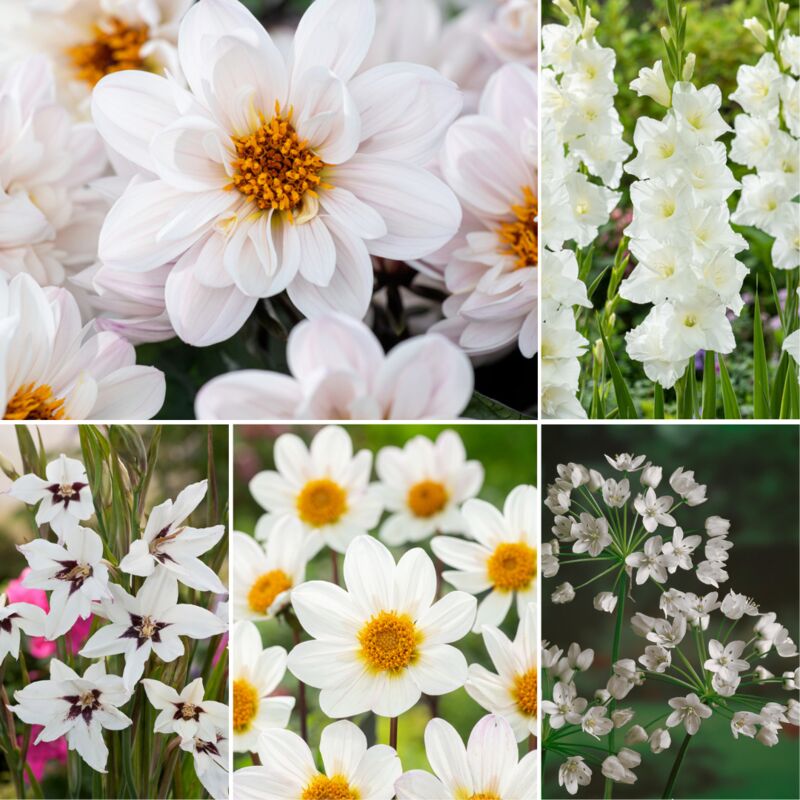 Plant In A Box - Bulb 'Jardin Blanc' - Mélange de bulbes à fleurs - 250 pièces - Blanc