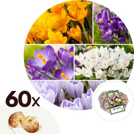 Bulbes à fleurs x60 - Crocus - Orange/Violet/Blanc