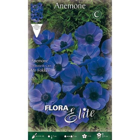 BULBES ANEMONE CORONARIA MR. FOKKER (PACK 20 AMPOULES)