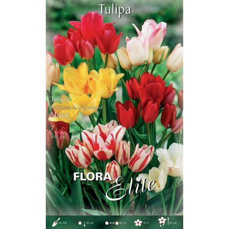 BULBES DE TULIPE MULTIFLEURS (LOT DE 7 BULBES)