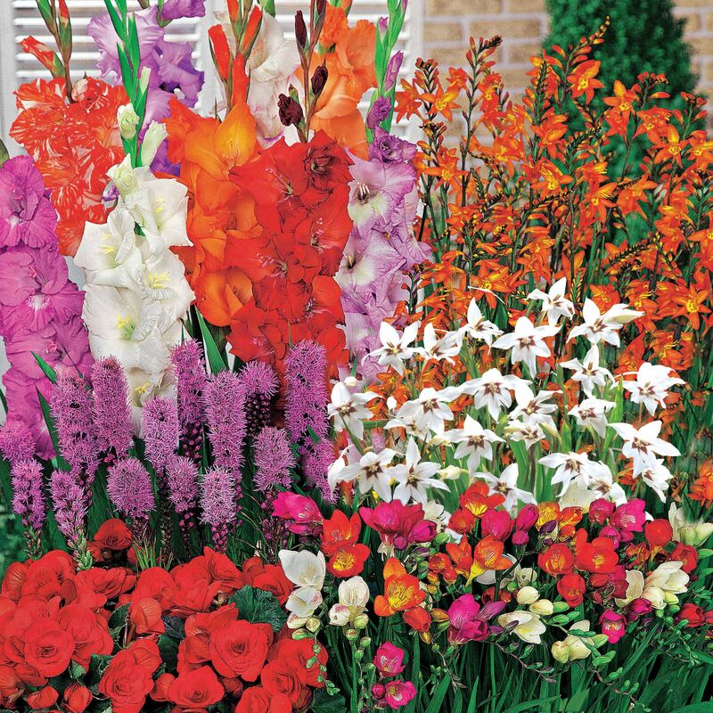 50 Bulbes d'été fleuris en mélange - 1,5 m² - Multicolore