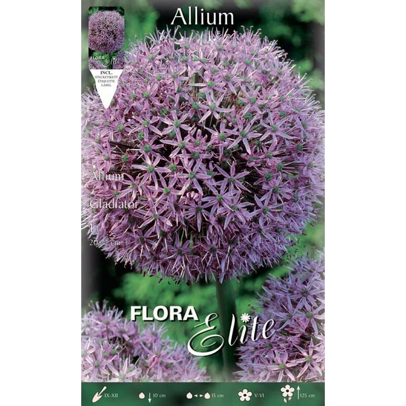 Bulbi Autunnali Allium Gladiator Confezione Da 1 Bulbi Bulbs Bulbes