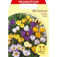BULBI AUTUNNALI CROCUS LARGEFLOWERING MIX CONFEZIONE 50 BULBI BULBS BULBES