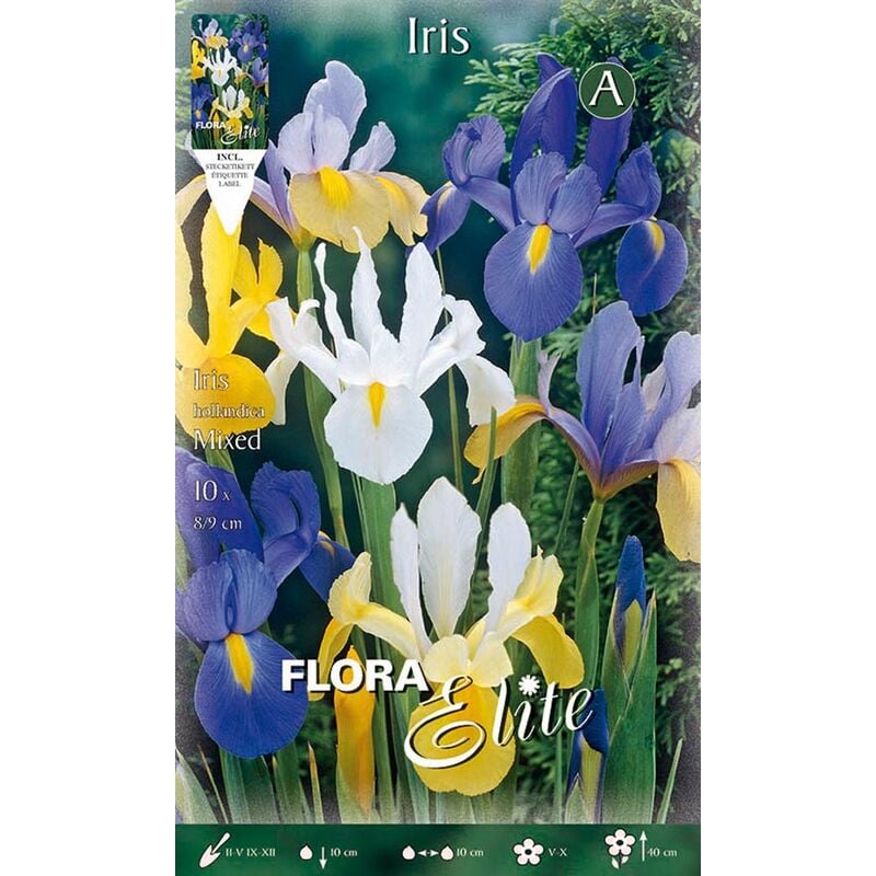 Peragashop - iris hollandica mix couleur bulbes (lot de 10 bulbes)