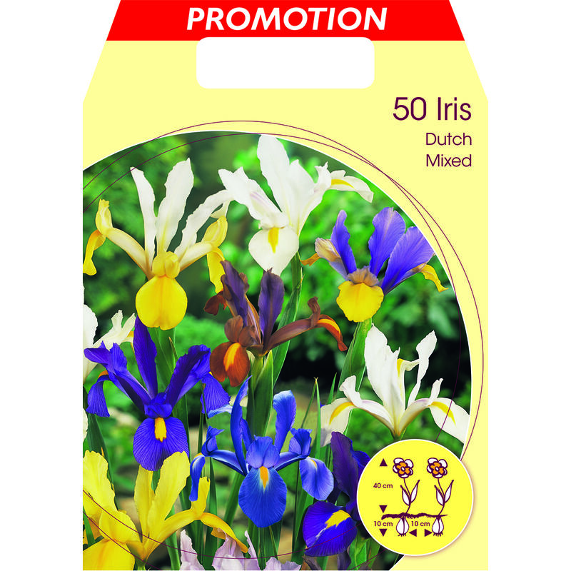 Peragashop - iris hollandica mélange d'ampoules couleurs (lot de 50 ampoules)