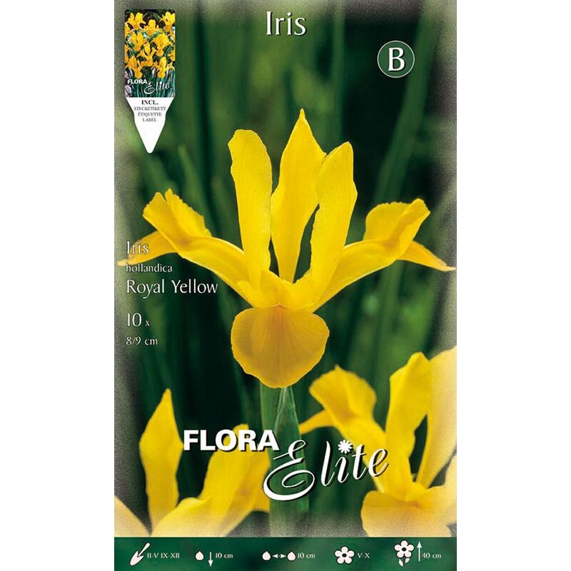 Peragashop - iris hollandica royal jaune (lot de 10 ampoules)