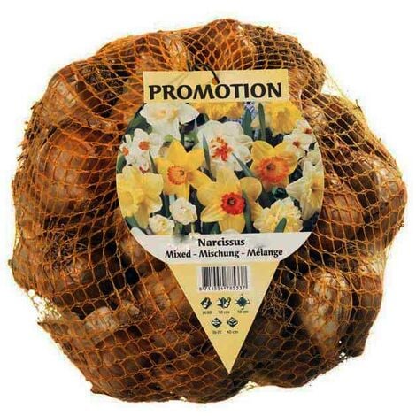 BULBI AUTUNNALI CROCUS LARGEFLOWERING MIX CONFEZIONE 50 BULBI BULBS BULBES