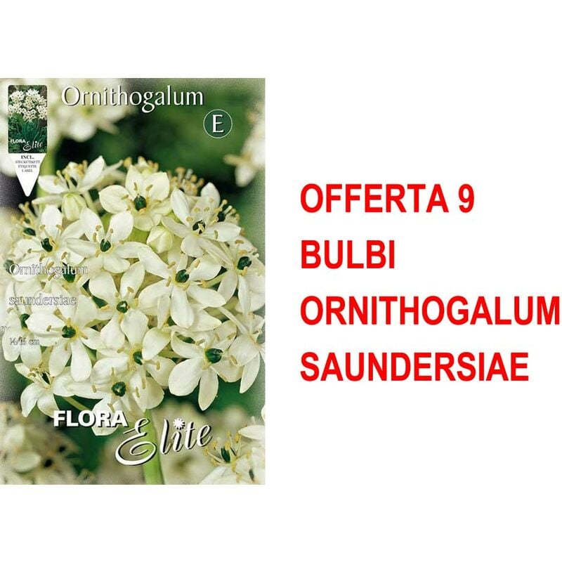 Peragashop - bulbi autunnali offerta 9 bulbi ornithogalum saundersiae bulbi bulbs bulbes