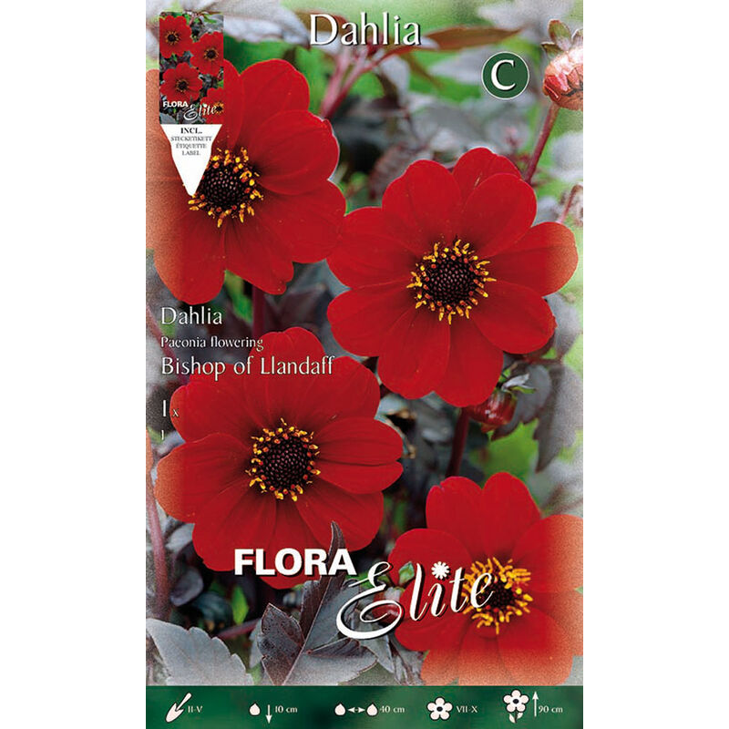 Dahlia pivoine fleurie bishop of llandaff (pack de 1 bulbe)