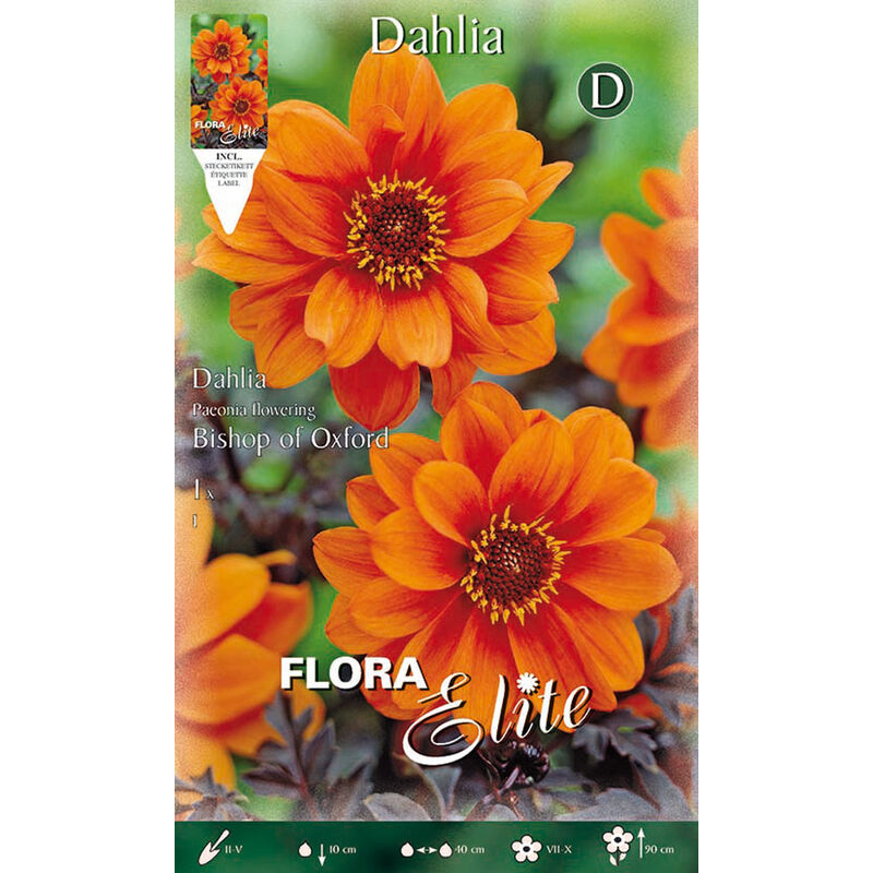 Dahlia pivoine fleurie bishop of oxford (pack de 1 bulbe)