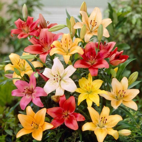 PERAGASHOP BULBI DI LILIUM ASIATIC HYBRID MIXED FOR POTS (CONFEZIONE DA 10 BULBI)
