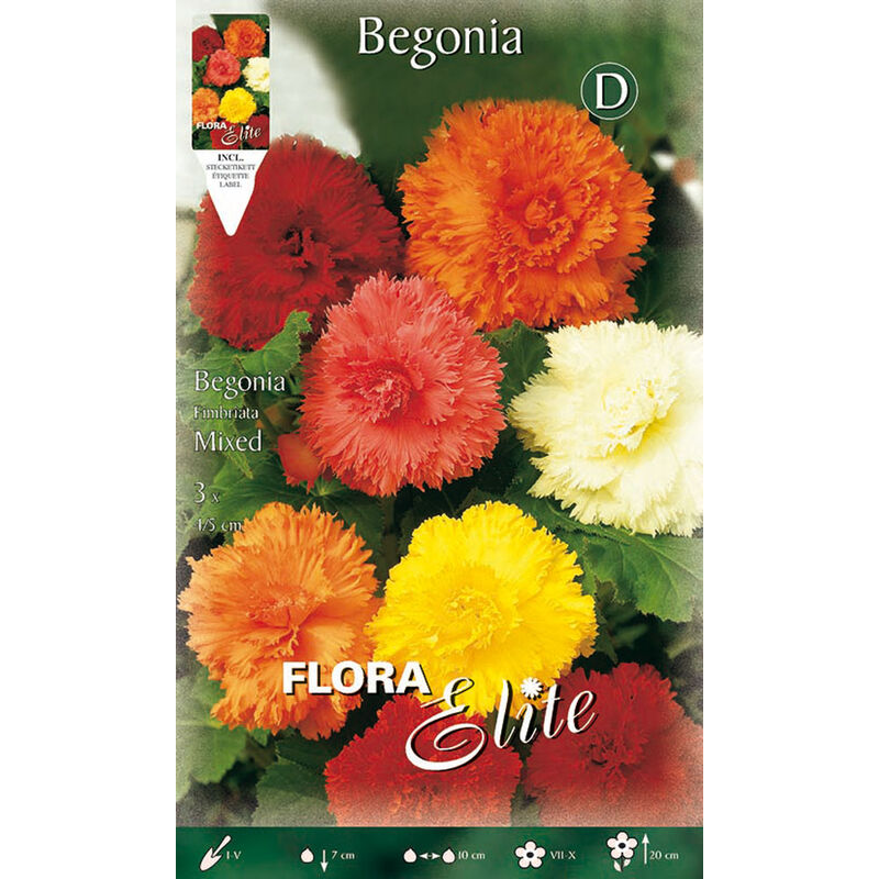 Begonia fimbriata mix de couleurs (lot de 3 bulbes)