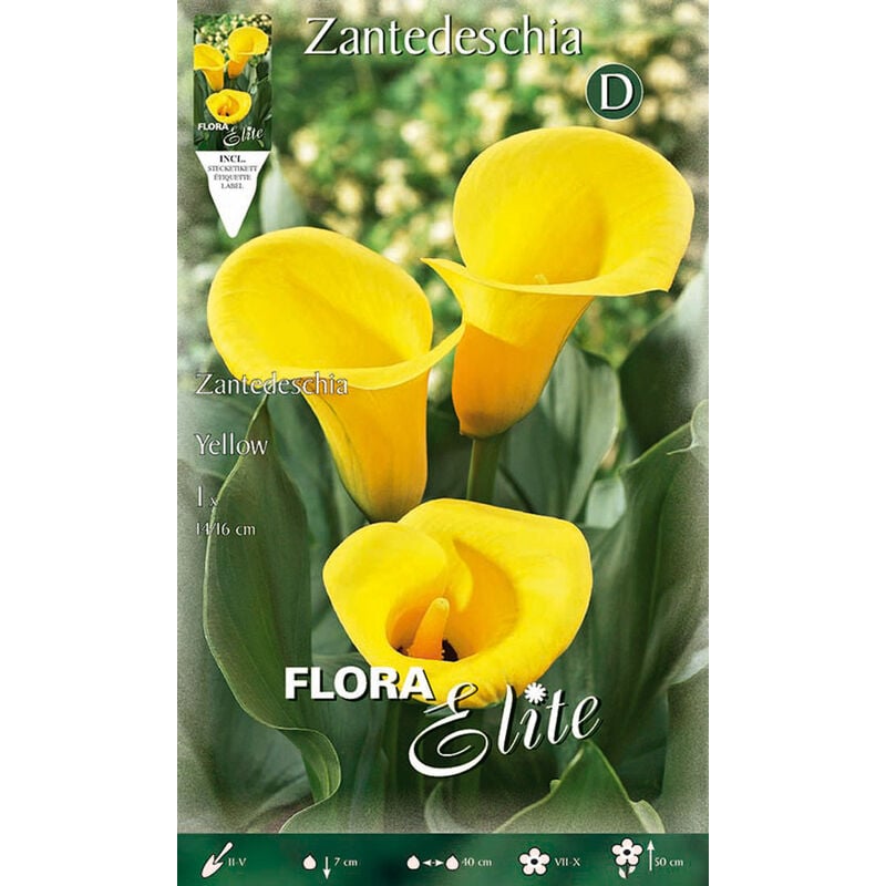 Peragashop - calla zantedeschia jaune (pack de 1 ampoule)