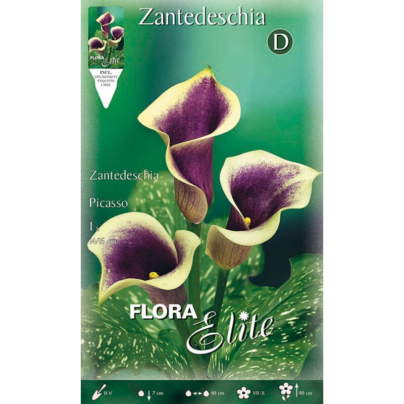 Peragashop - calla zantedeschia picasso (pack de 1 ampoule)