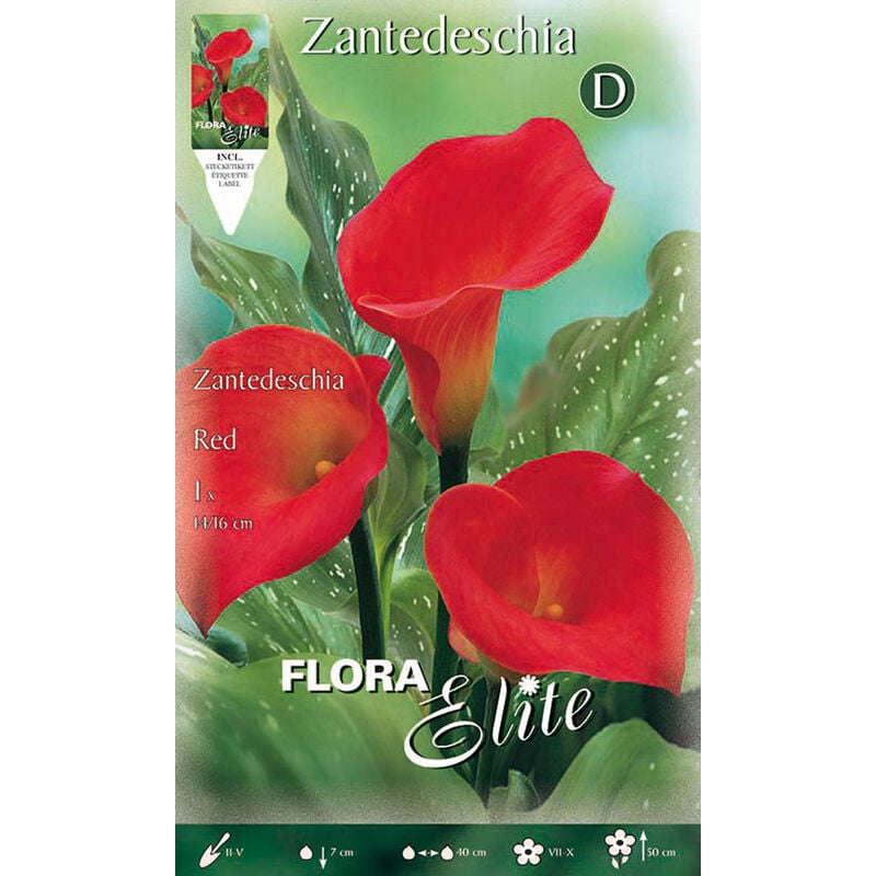 Peragashop - calla zantedeschia rouge (pack de 1 ampoule)