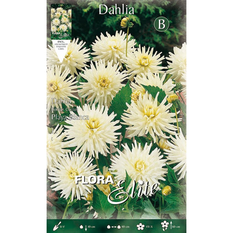 Peragashop - edge dahlia cactus playa blanca (pack de 1 bulbe)