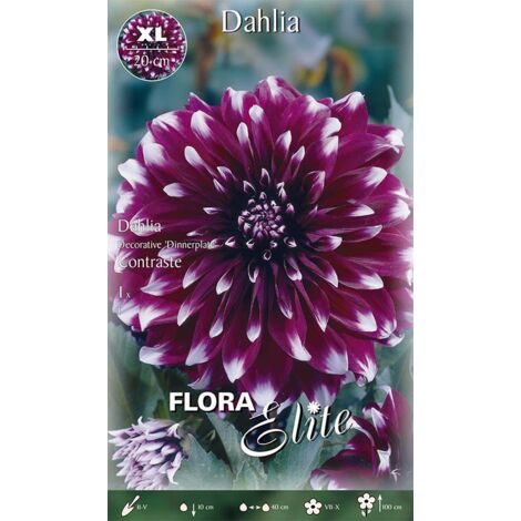 BULBI PRIMAVERILI DAHLIA DECORATIVE DINNERPLATE CONTRASTE CONFEZIONE DA 1 BULBO BULBS