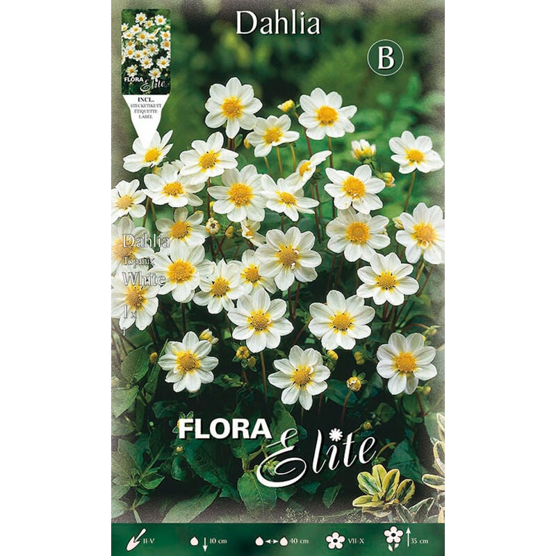 Dahlia topmix blanc (pack de 1 bulbe)