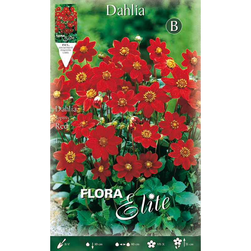 Dahlia rouge topmix (lot de 1 bulbe)