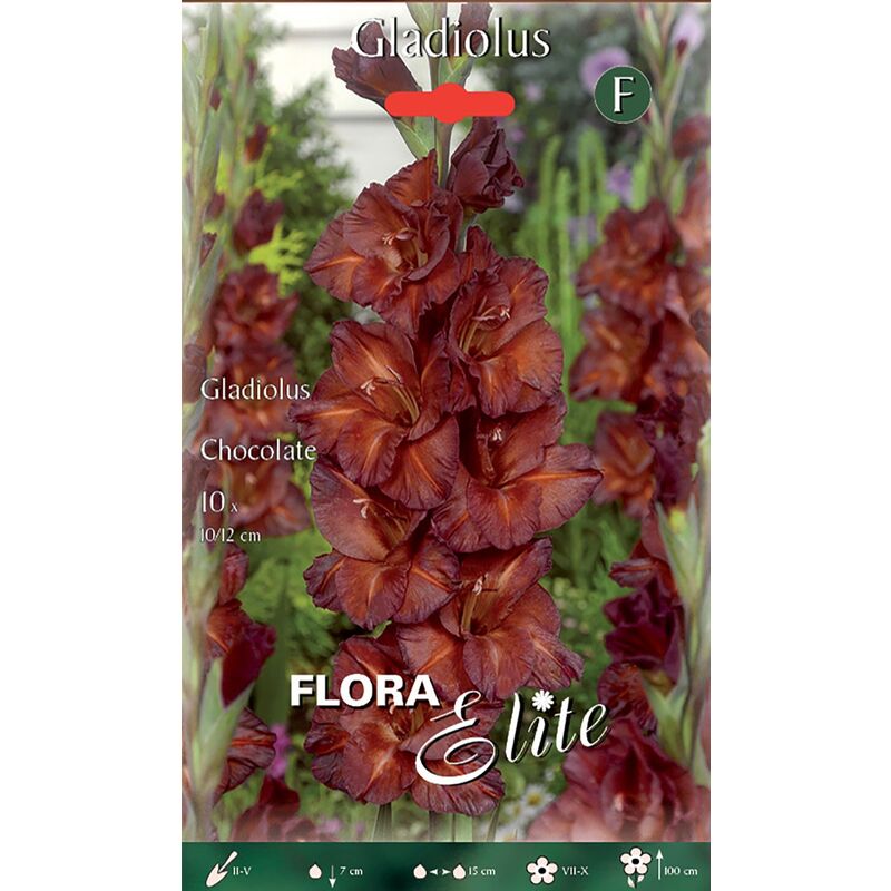 Peragashop - glaïeul grande fleur chocolat (lot de 10 bulbes)
