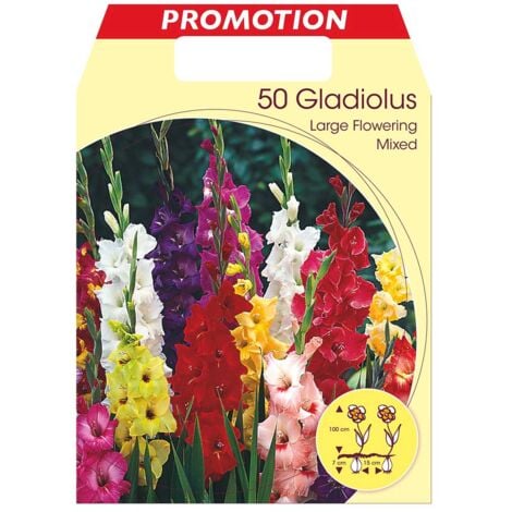 PERAGASHOP BULBI PRIMAVERILI GLADIOLI A FIORI GRANDI IN MIX 12/14 DI COLORI CONFEZIONE DA 50 BULBI BULBS