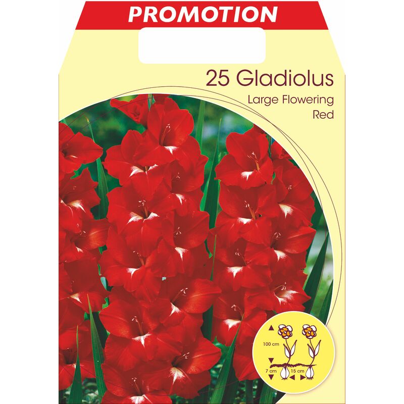 Glaïeaux à grandes fleurs rouges (lot de 25 bulbes)