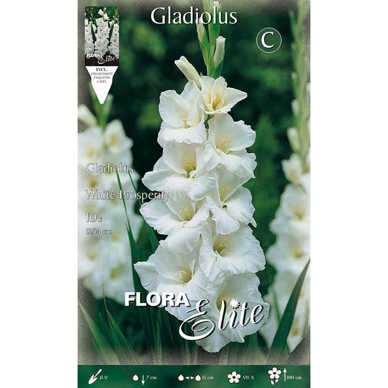 Peragashop - glaïeaux à grandes fleurs white prosperity (lot de 10 bulbes)