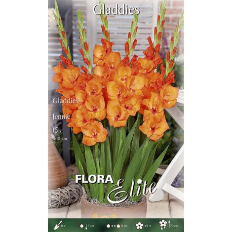 BULBI PRIMAVERILI GLADIOLI GLADDIES JENNIE (CONFEZIONE DA 15 BULBI) BULBI BULBS BULBES