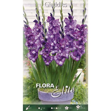 BULBI PRIMAVERILI GLADIOLI GLADDIES KIM (CONFEZIONE DA 15 BULBI) BULBI BULBS BULBES