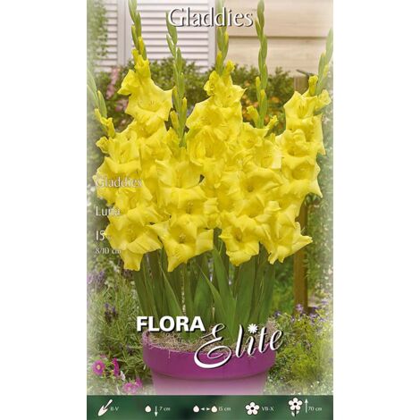 BULBI PRIMAVERILI GLADIOLI GLADDIES LUNA (CONFEZIONE DA 15 BULBI) BULBI BULBS BULBES