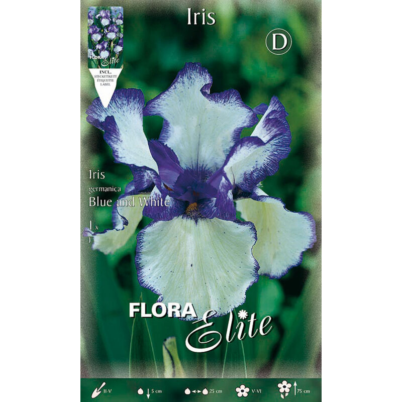 Iris germanica bleu et blanc (pack de 1 ampoule)