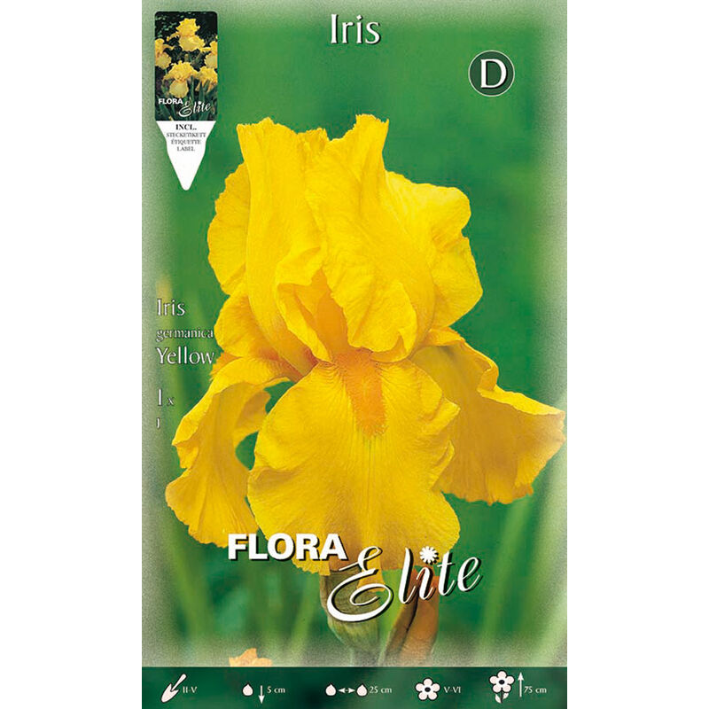 Iris germanica jaune (lot de 1 ampoule)