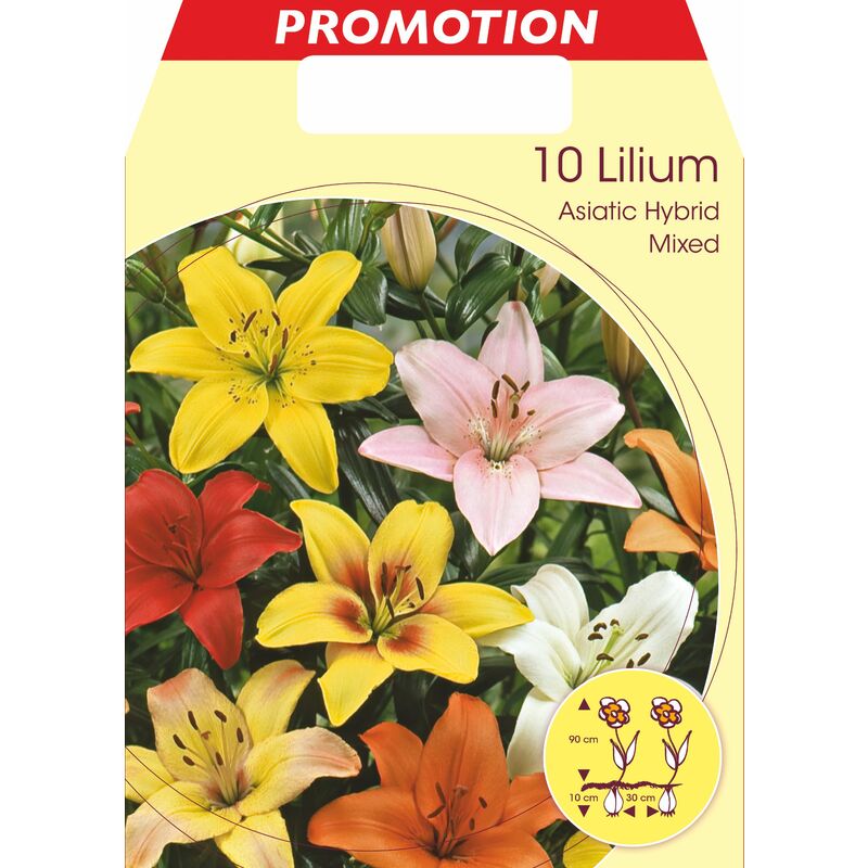 Lilium asiatic mix (lot de 10 bulbes)