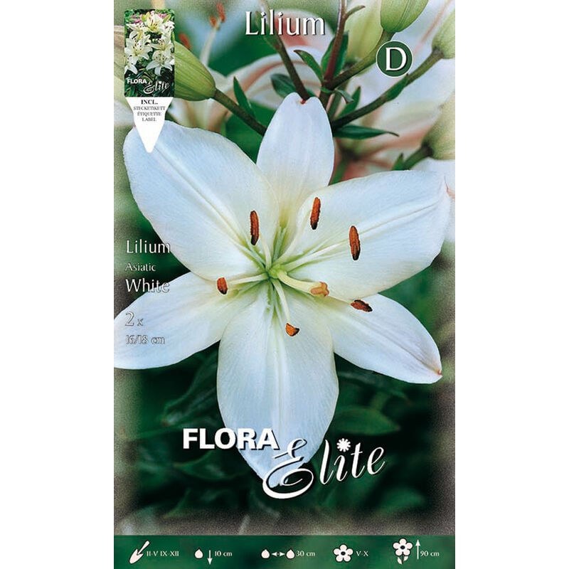 Lilium asiatique blanc (lot de 2 bulbes)