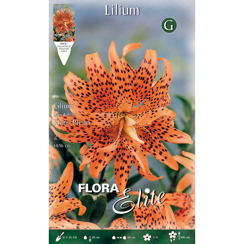 Lilium Lancifolium Flore Pleno (Lot De 2 Bulbes)