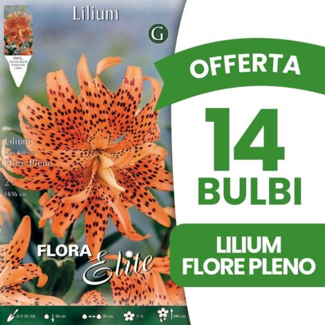 BULBI PRIMAVERILI OFFERTA 14 BULBI LILIUM LANCIFOLIUM FLORE PLENO BULBS