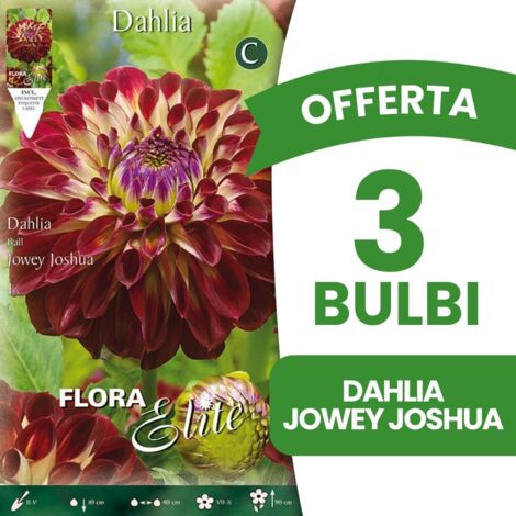 BULBI PRIMAVERILI OFFERTA 3 BULBI DALIA JOWEY JOSHUA BULBS BULBES