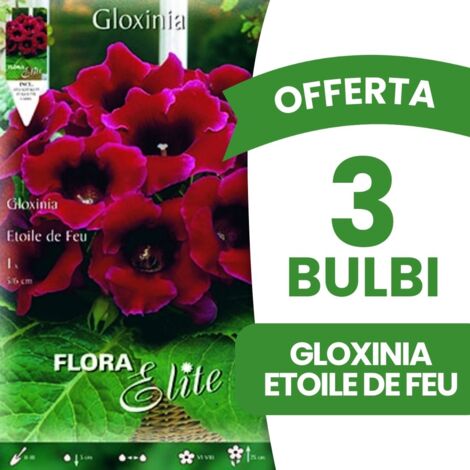 BULBI PRIMAVERILI OFFERTA 3 BULBI GLOXINIA ETOILE DE FEU BULBS