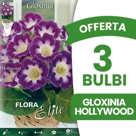 BULBI PRIMAVERILI OFFERTA 3 BULBI GLOXINIA HOLLYWOOD BULBS