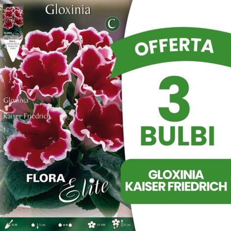 BULBI PRIMAVERILI OFFERTA 3 BULBI GLOXINIA KAISER FRIEDRICH BULBS